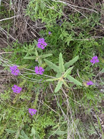 Lot 52 Clearwater Canyon Road Bandera TX 78003