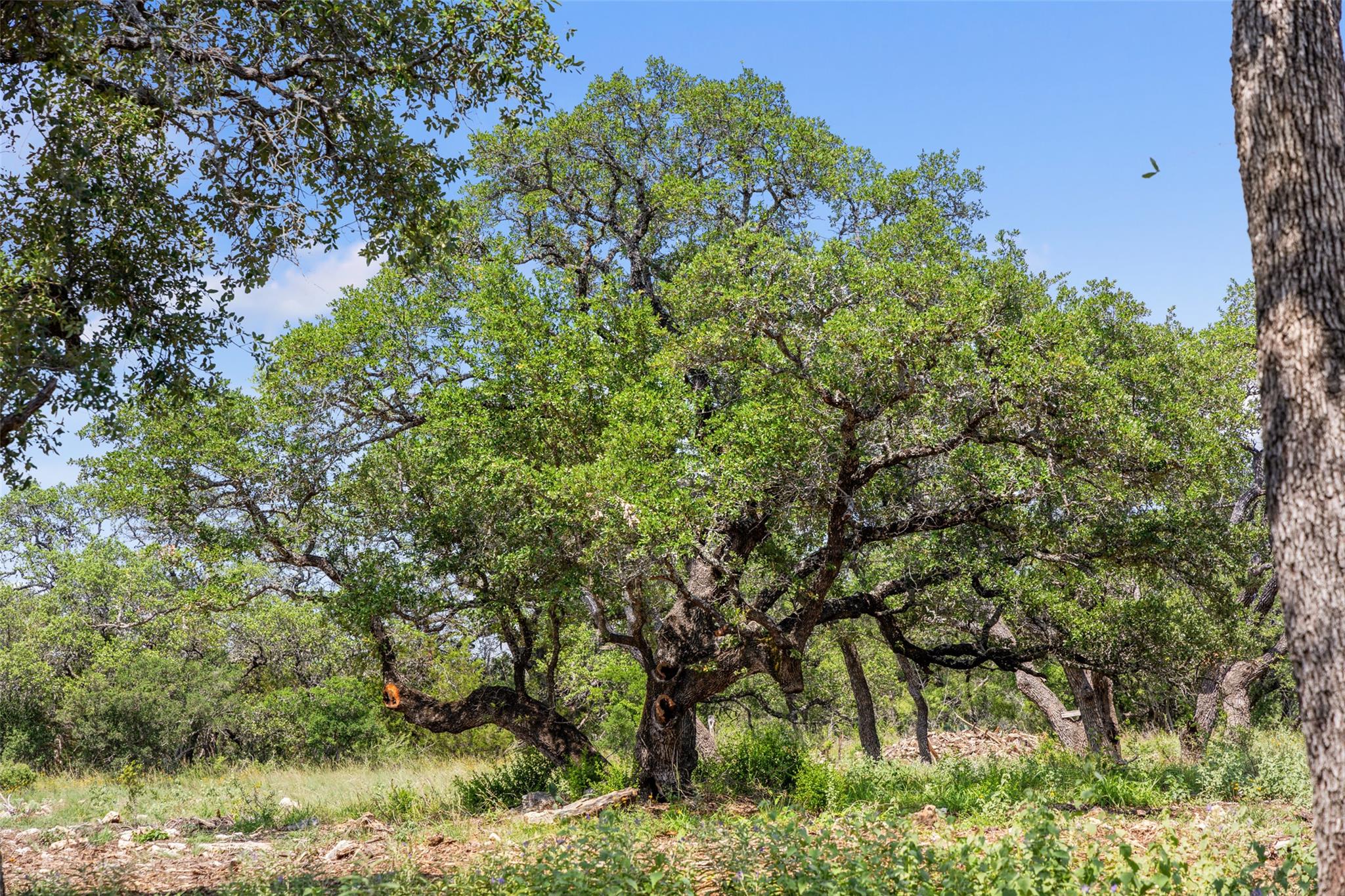 Lot 7 Pedernales Canyon Trail Spicewood TX 78669