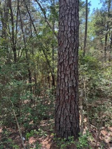 Lot 250 Hekili Drive Bastrop TX 78602