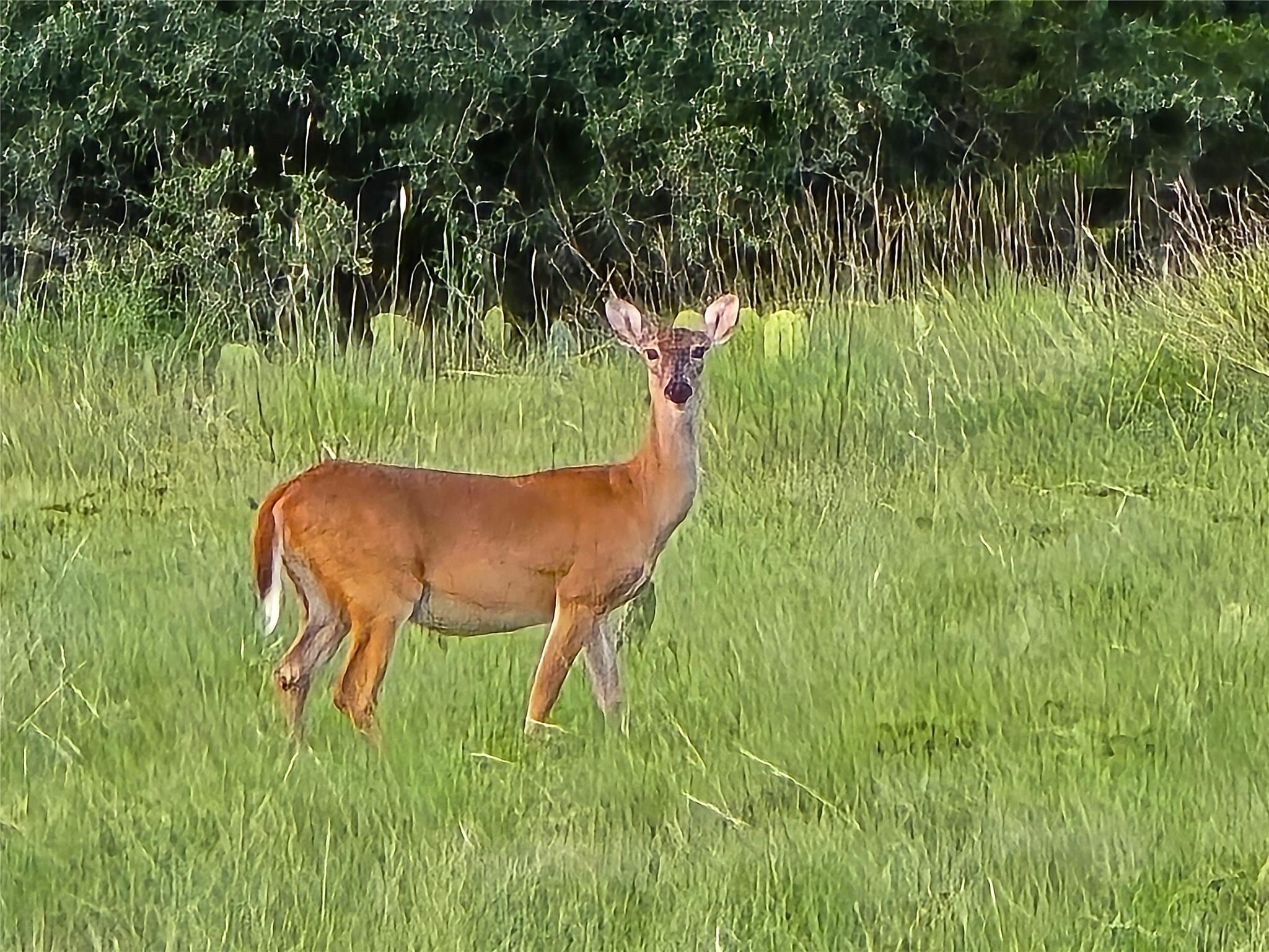 Tbd Cr 206 Lampasas TX 76550