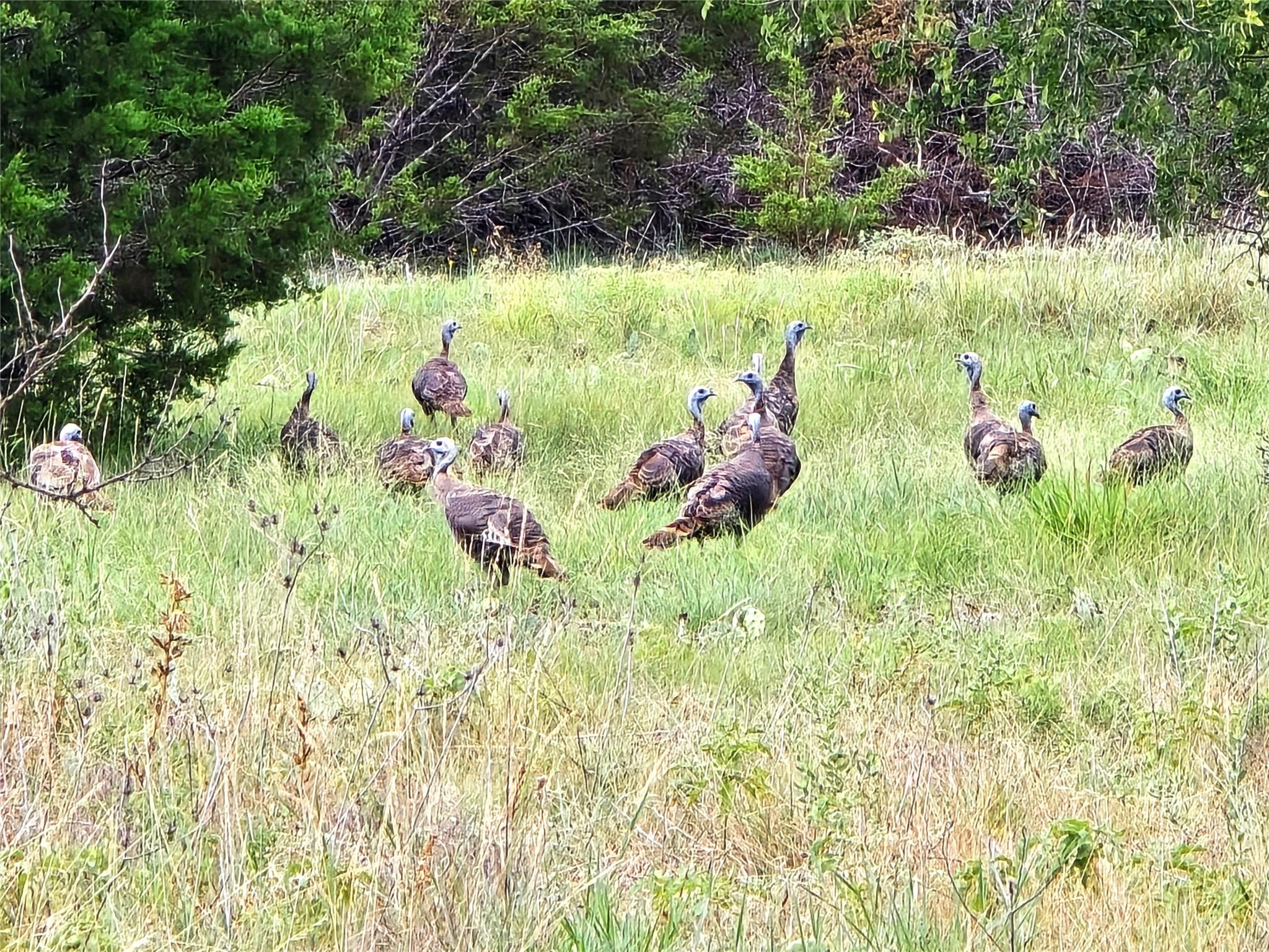 Tbd Cr 206 Lampasas TX 76550