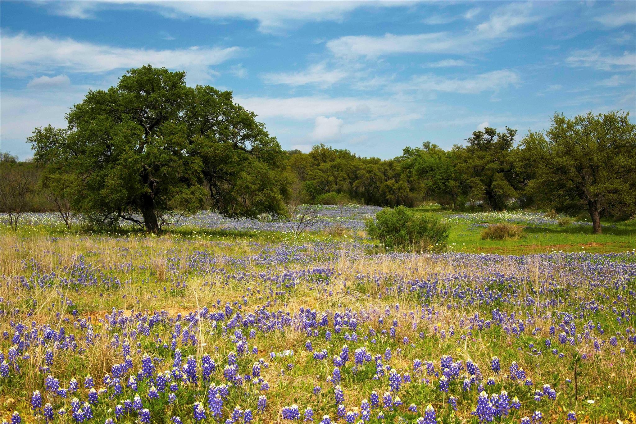 Lot 20 Gracewood Way Dripping Springs TX 78620