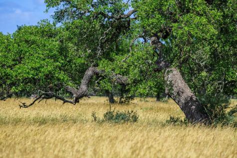 Lot 94 Stock Pond Drive Harper TX 78631