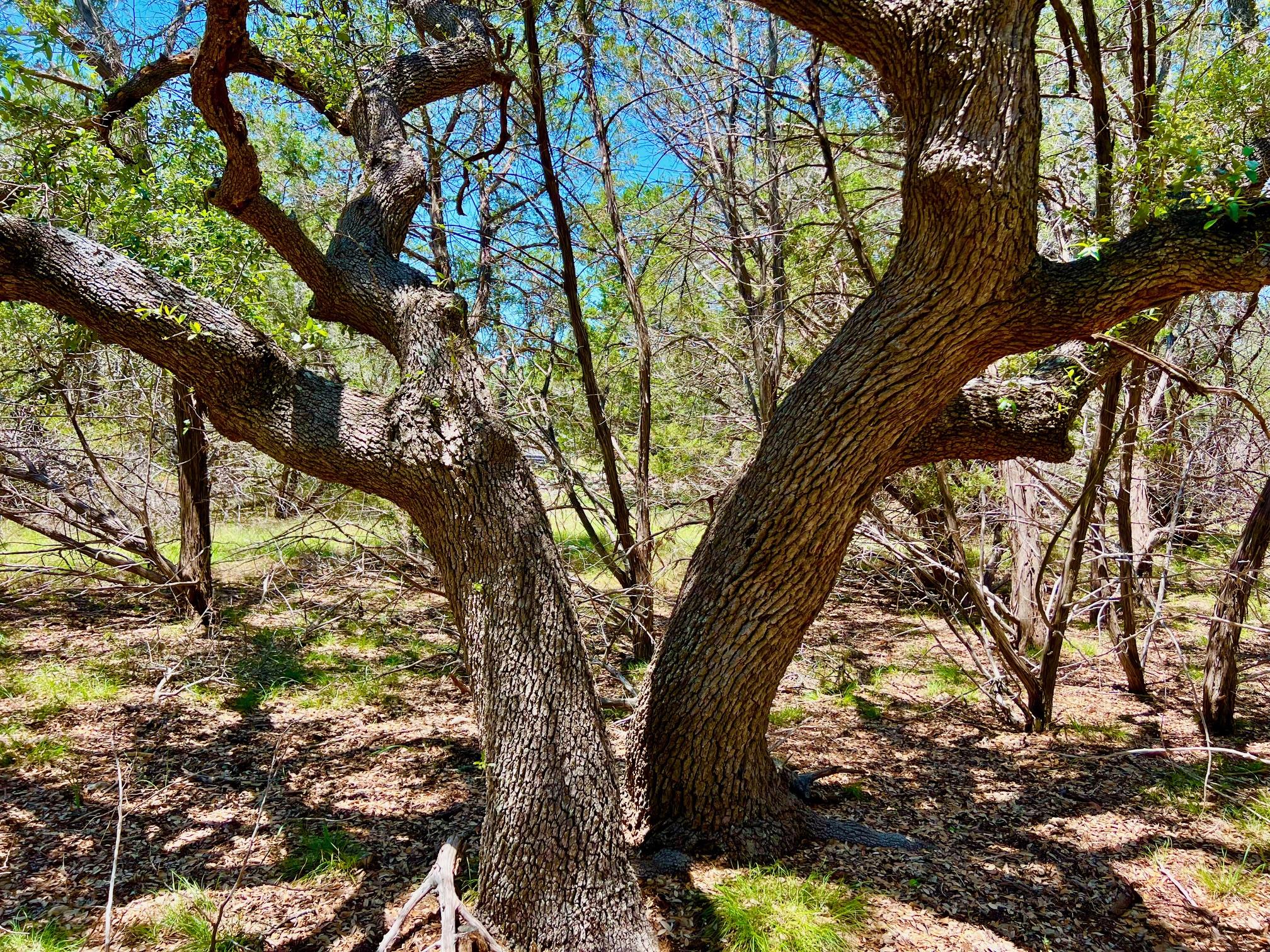 Tbd Forest View Drive Blanco TX 78606