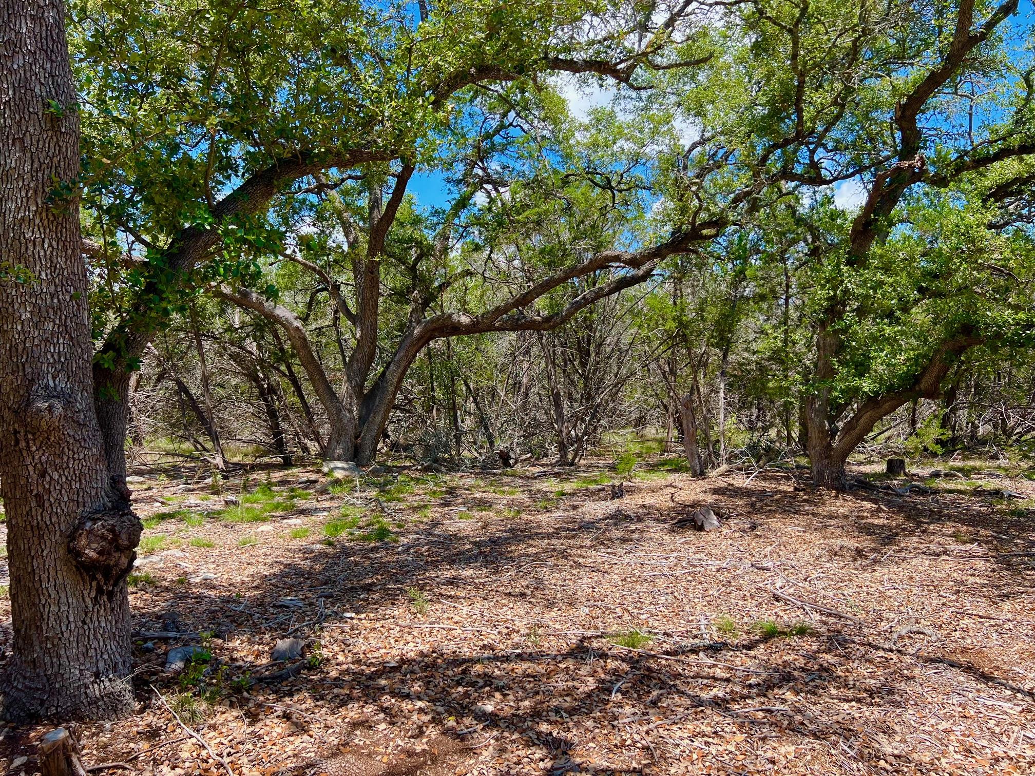 Tbd Forest View Drive Blanco TX 78606