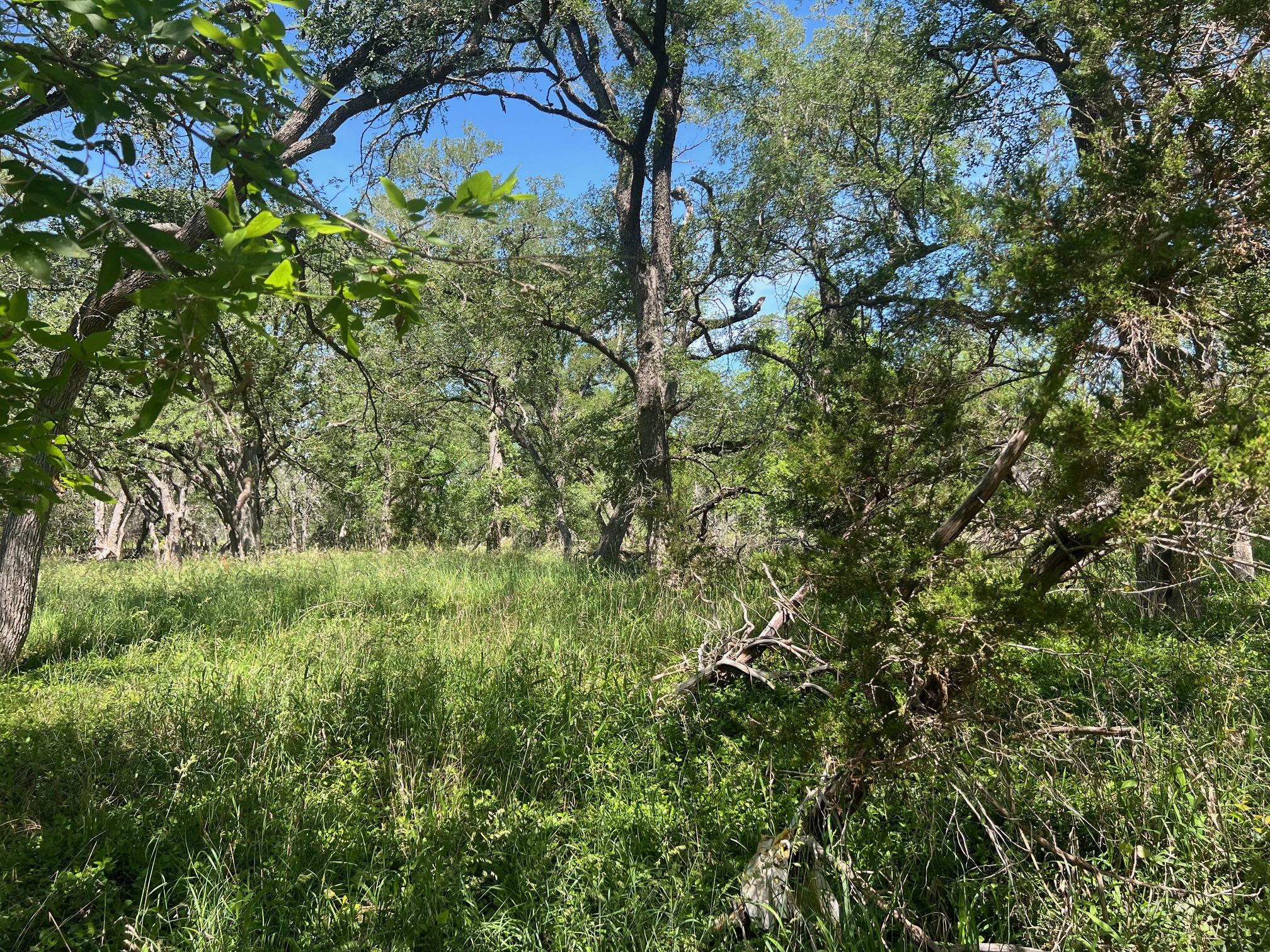 Tbd Forest View Drive Blanco TX 78606