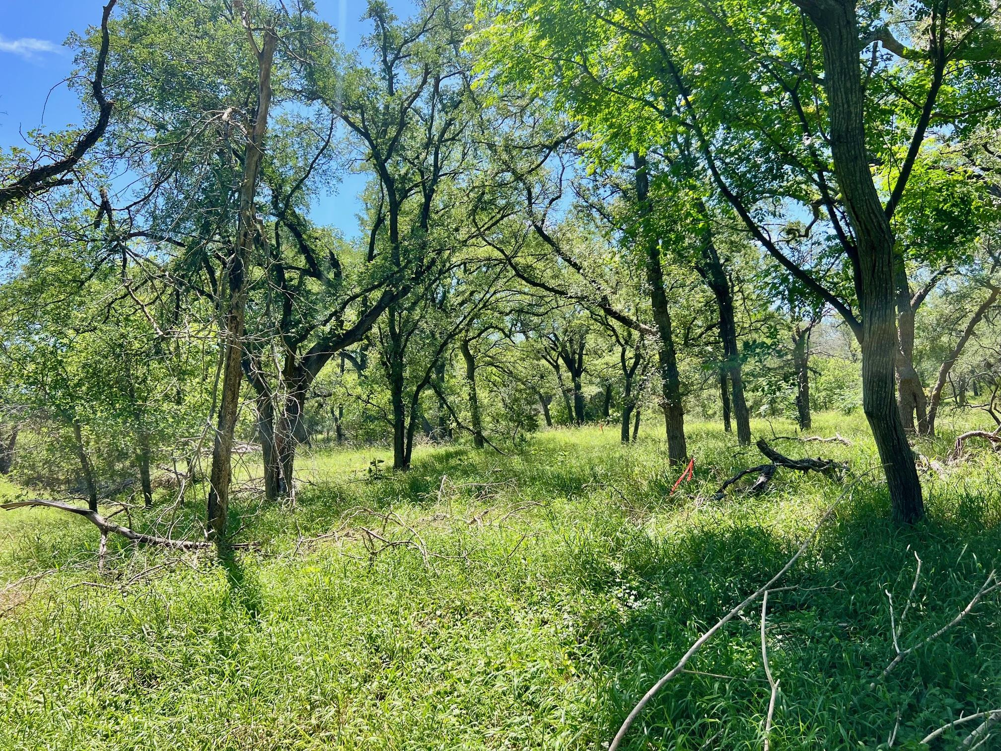 Tbd Forest View Drive Blanco TX 78606