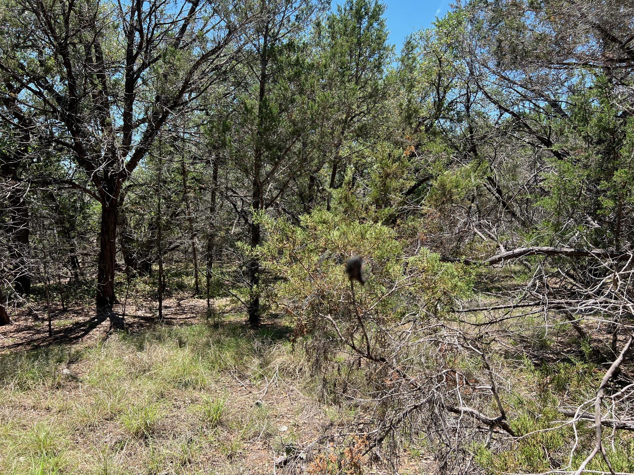 Tbd Forest View Drive Blanco TX 78606