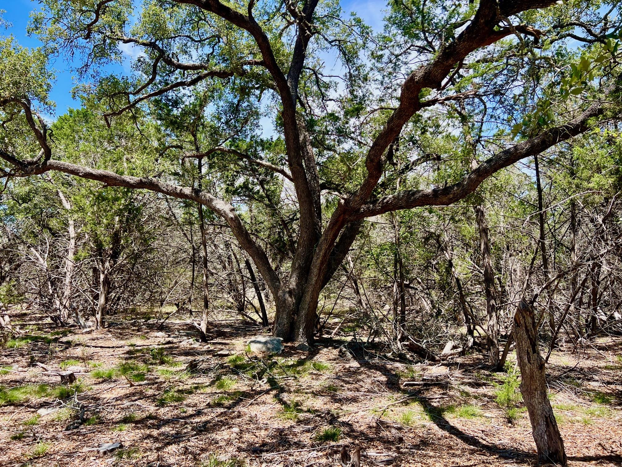 Tbd Forest View Drive Blanco TX 78606