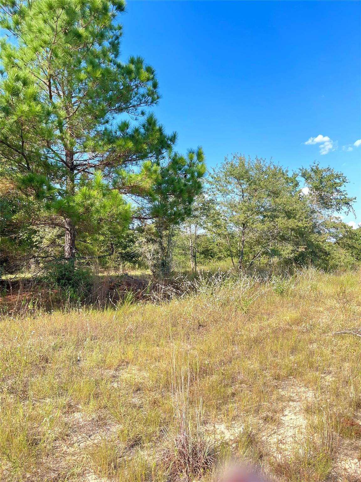 Tbd Ponderosa Loop Paige TX 78659