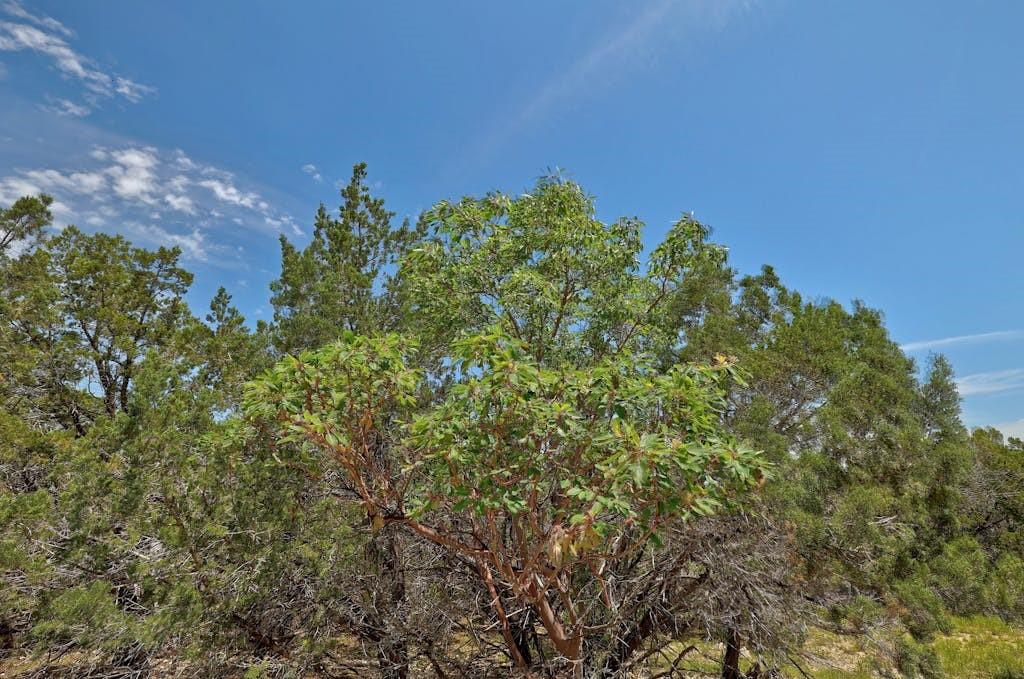 Tbd Windy Hills Road Dripping Springs TX 78620