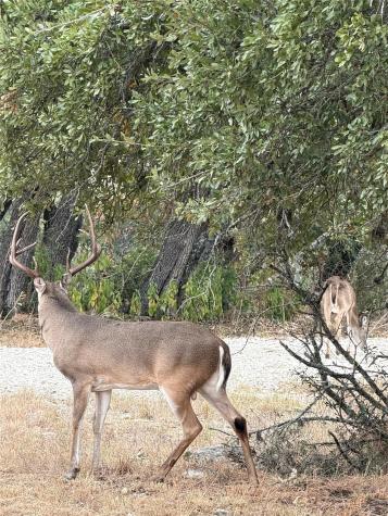 Tbd Fm 484 Canyon Lake TX 78133