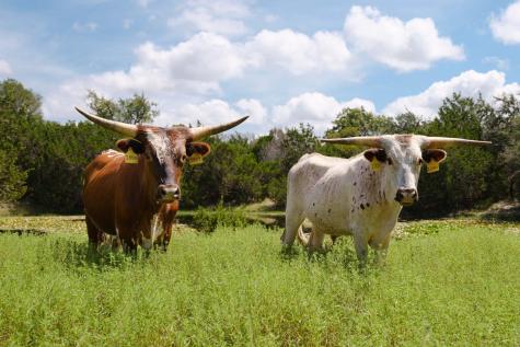 234 Zonetail Cove Austin TX 78737