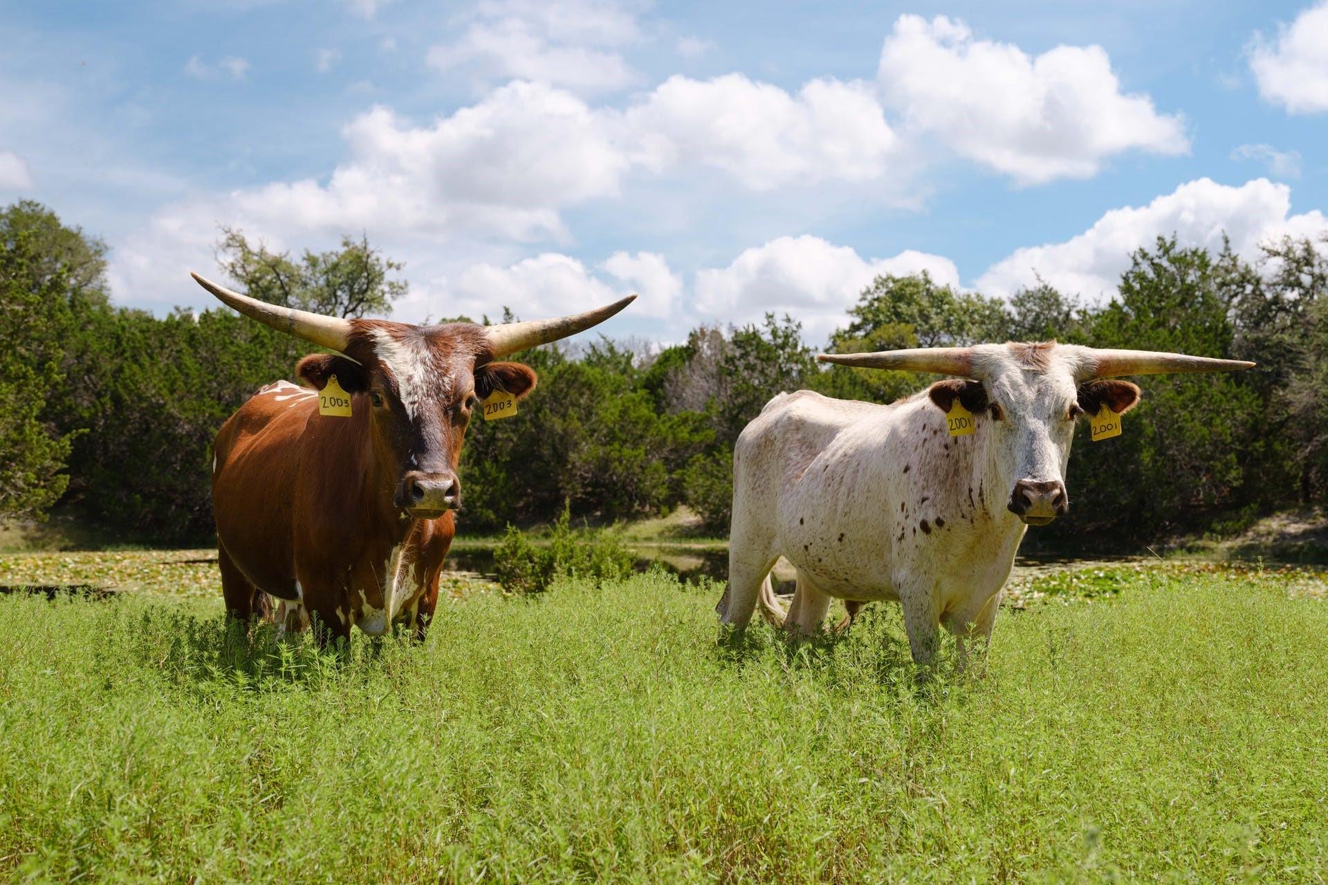 234 Zonetail Cove Austin TX 78737