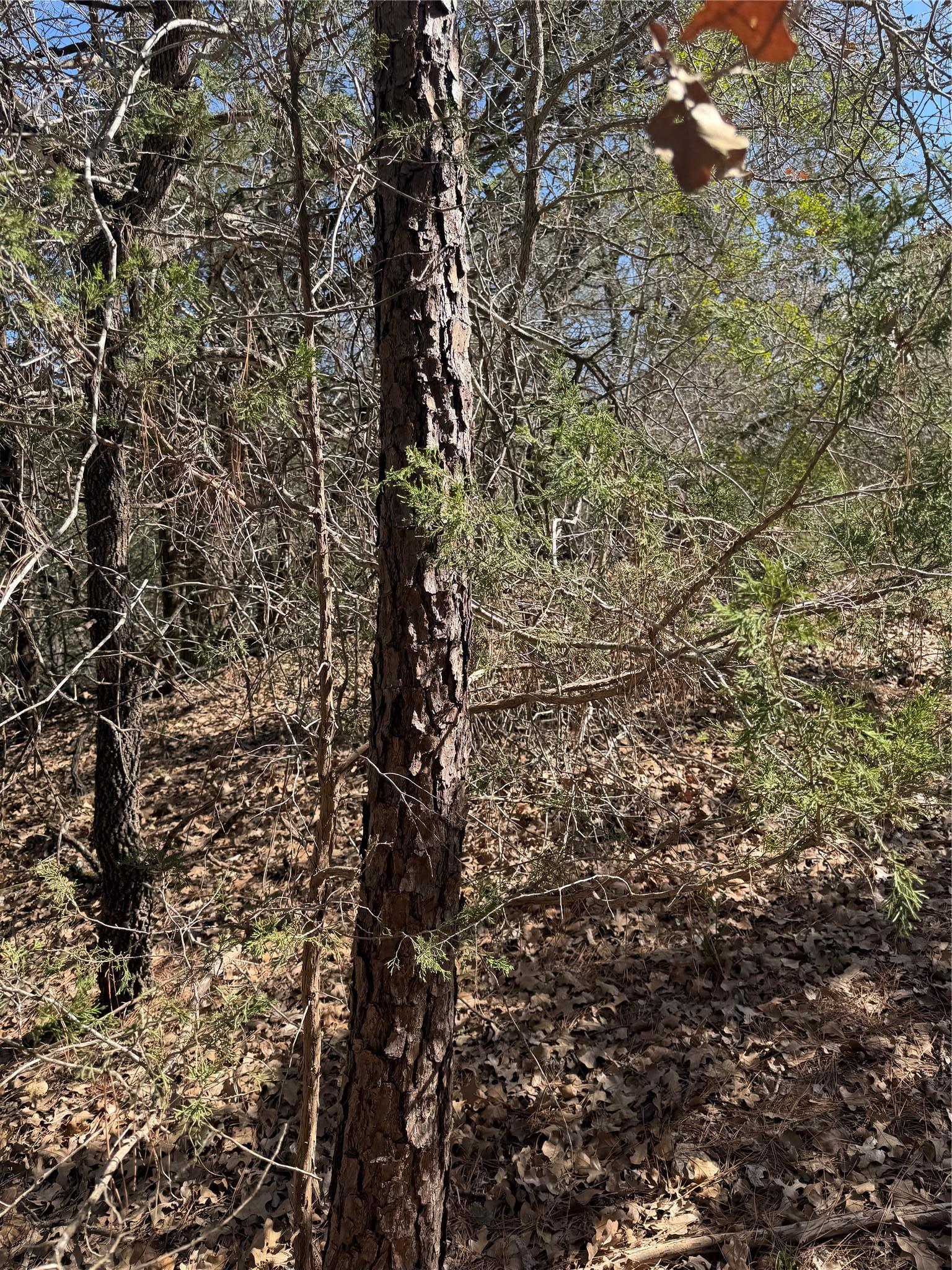 Lot 321 Keneka Lane Bastrop TX 78602