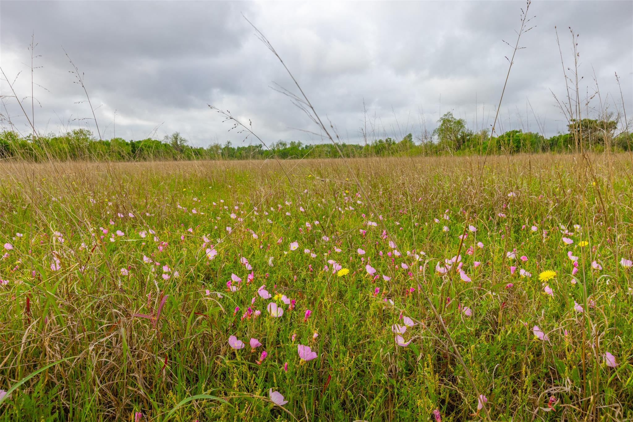 18.45 Acres Fm 1660 Taylor TX 76574