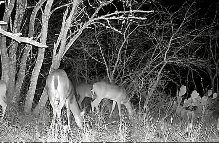 736 Cr 421 Road Waelder TX 78959