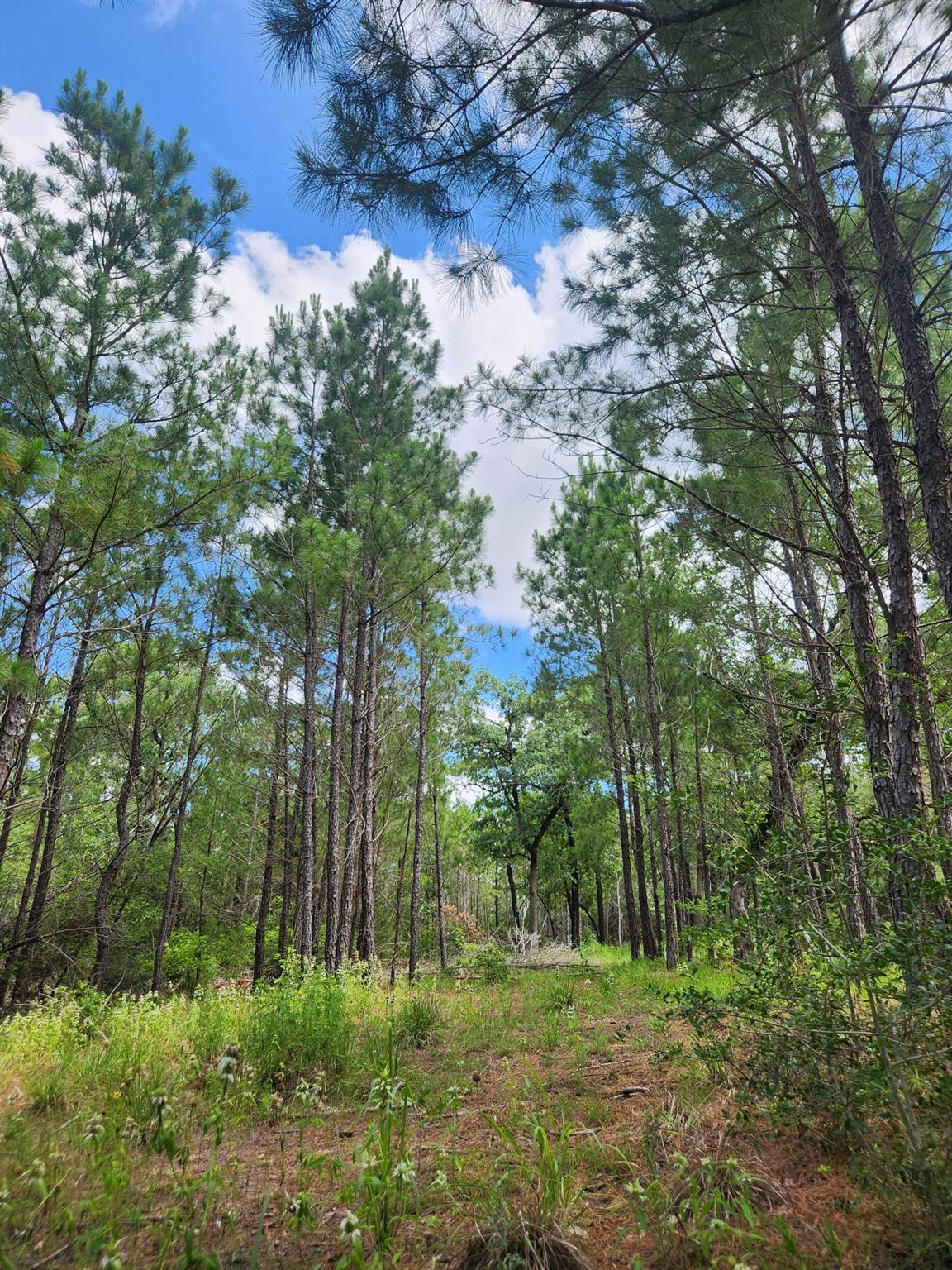 124 Paintbrush Lane Bastrop TX 78602