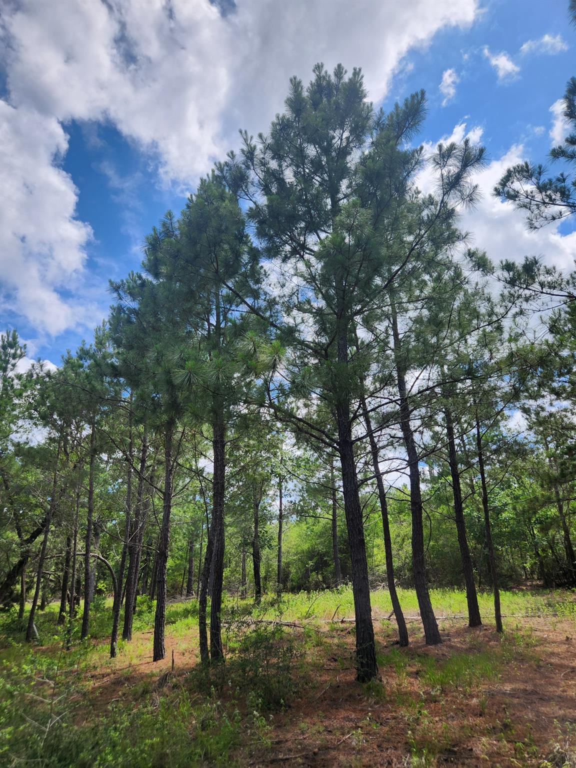 124 Paintbrush Lane Bastrop TX 78602
