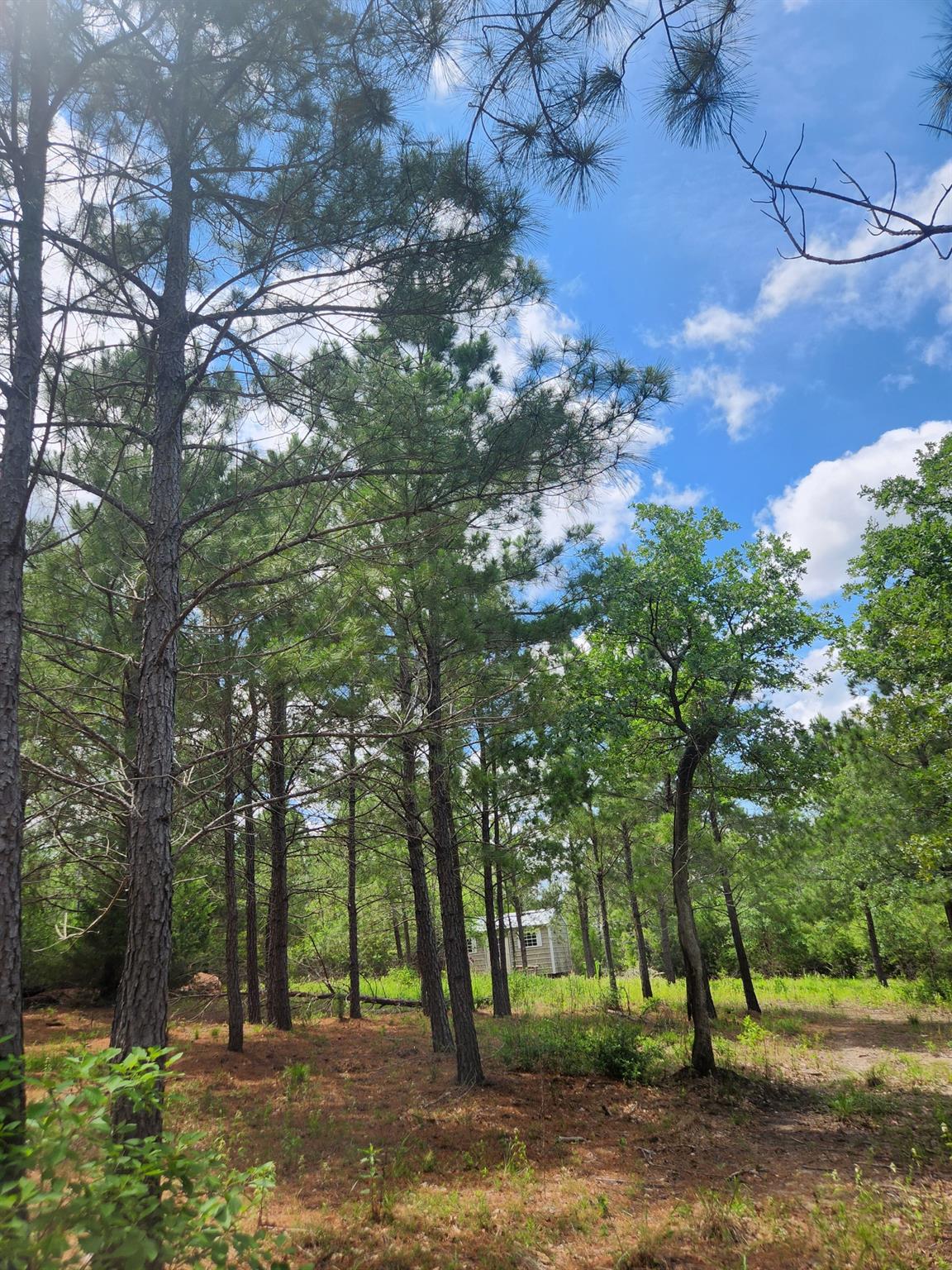 124 Paintbrush Lane Bastrop TX 78602