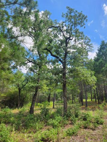 124 Paintbrush Lane Bastrop TX 78602