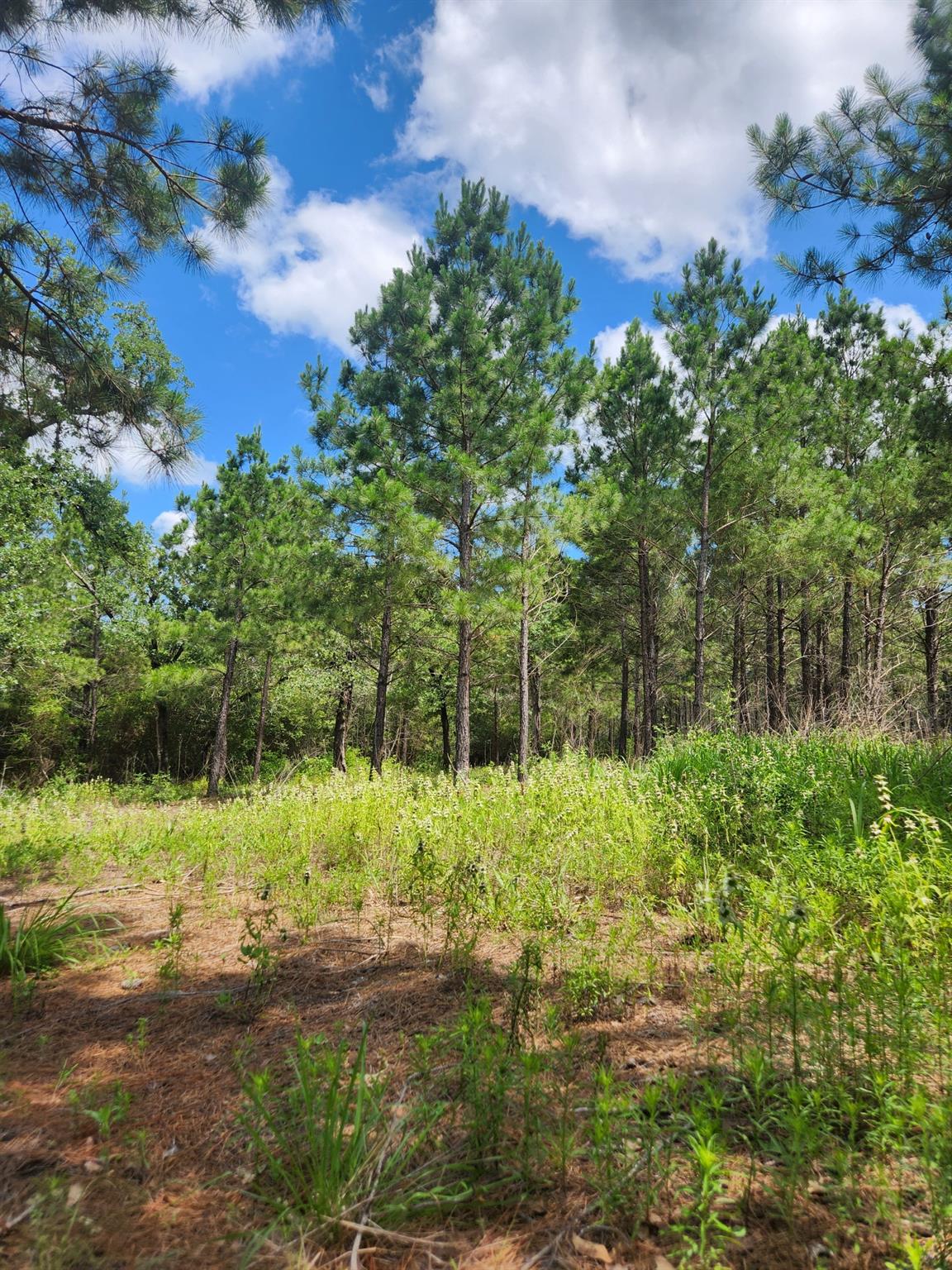 124 Paintbrush Lane Bastrop TX 78602