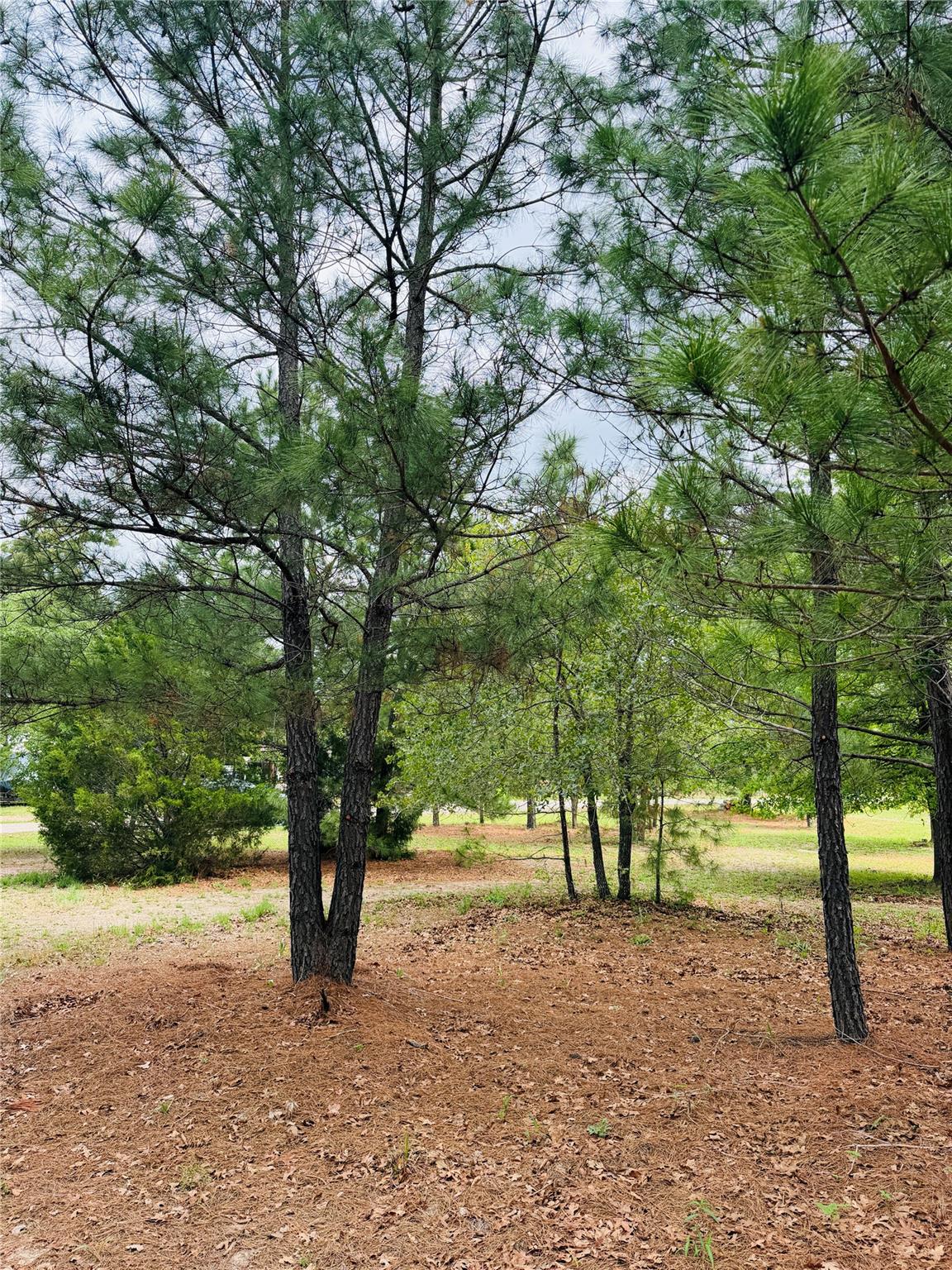 Tbd Buckhorn Drive Bastrop TX 78602