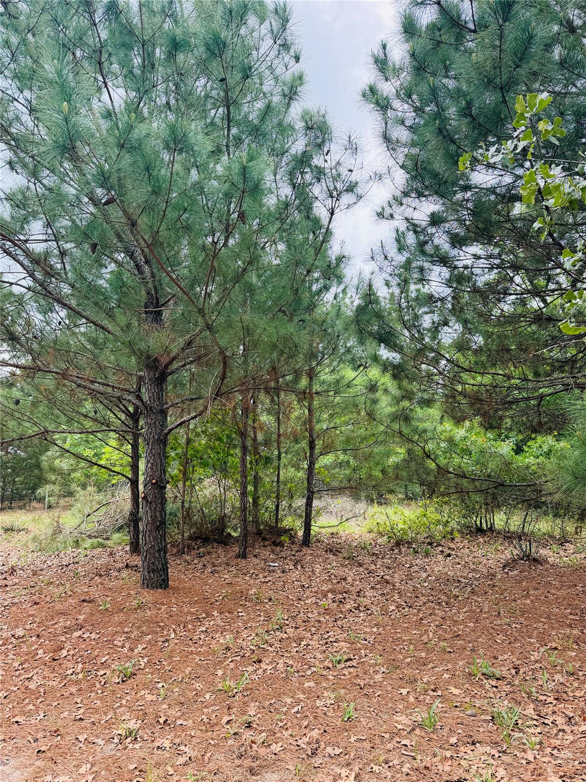 Tbd Buckhorn Drive Bastrop TX 78602