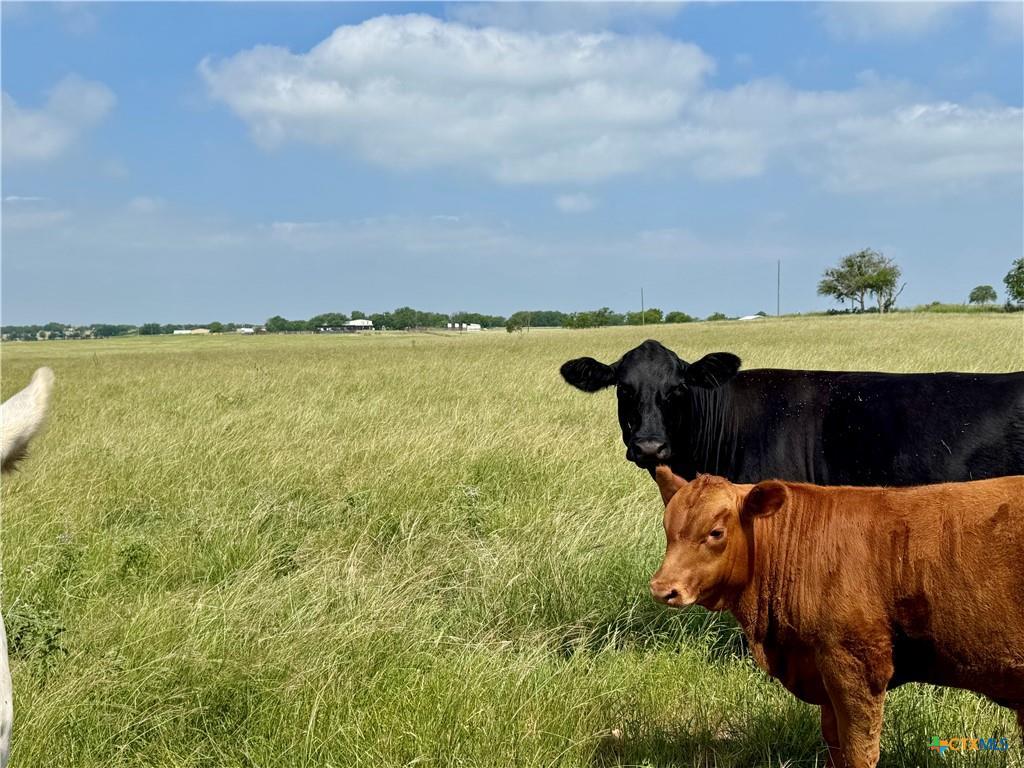 12 Acres Smith Dairy Road Belton TX 76513
