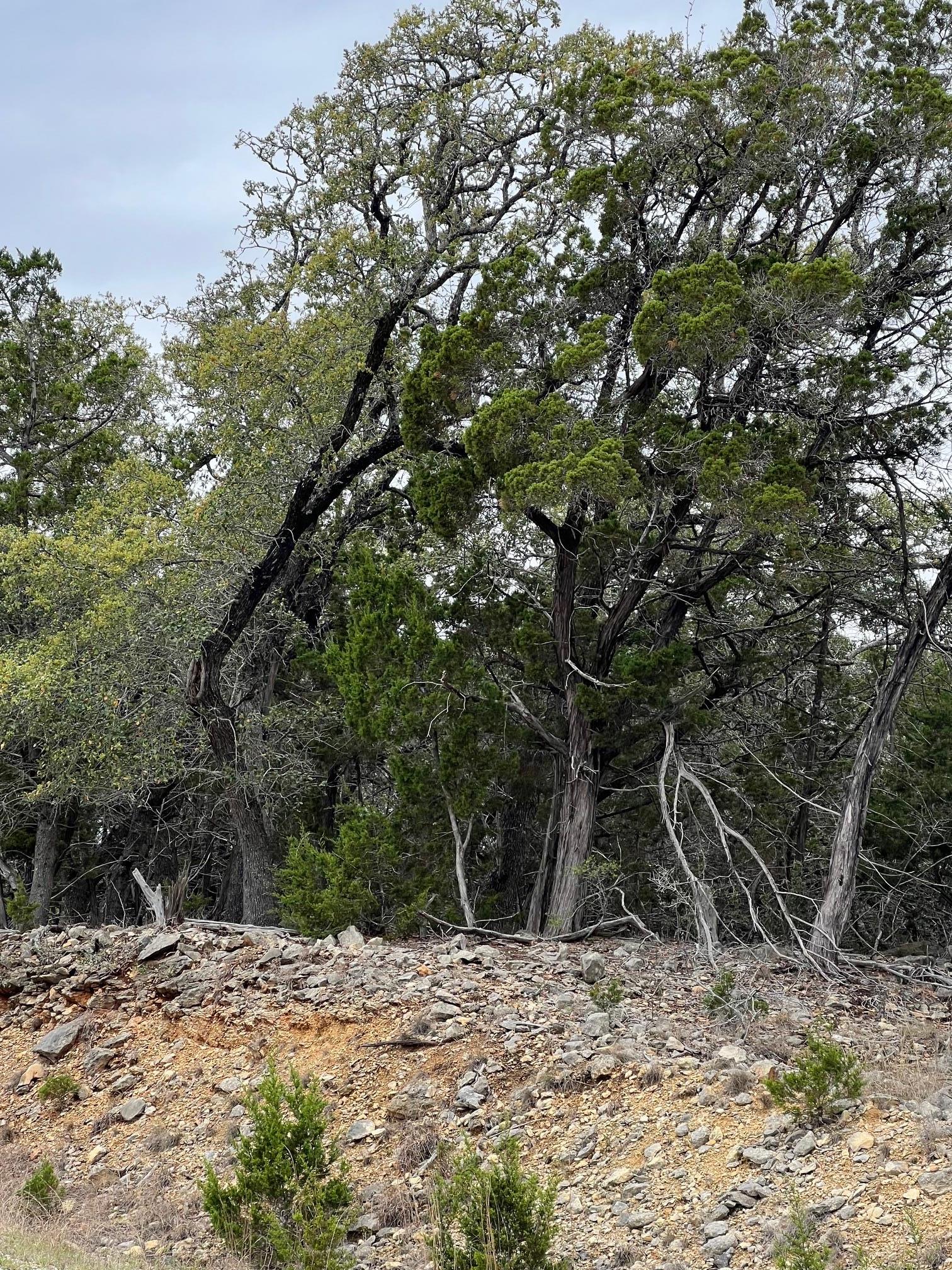Lot 67 Broken Spoke 5 Acres Canyon Lake TX 78133