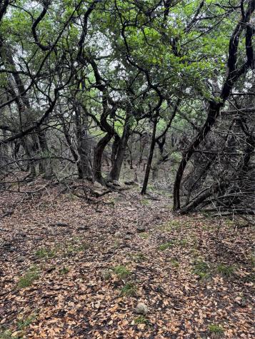 N/a Windy Hills Road Dripping Springs TX 78620
