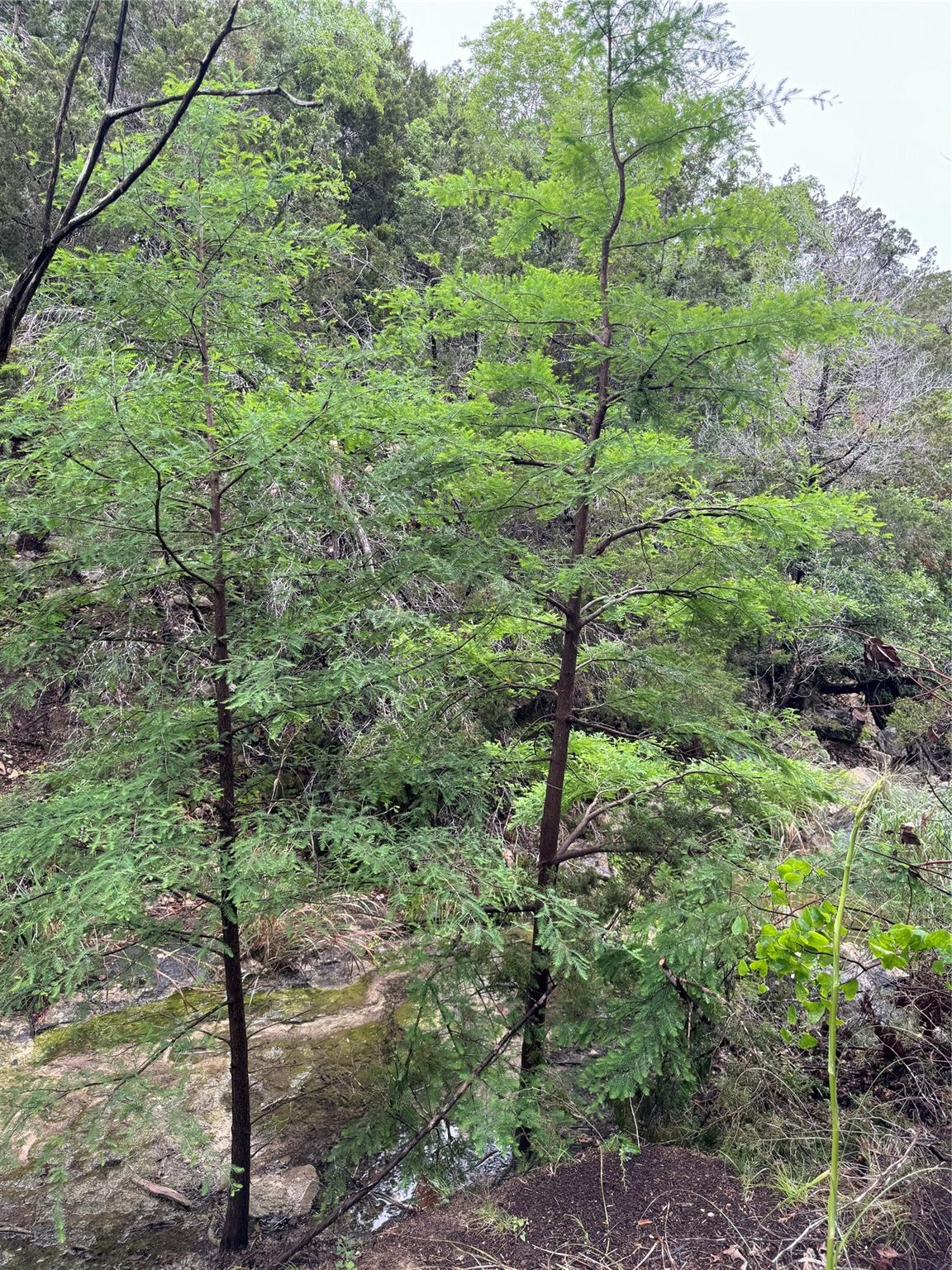 N/a Windy Hills Road Dripping Springs TX 78620