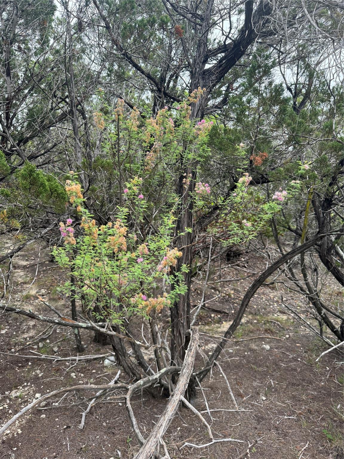 N/a Windy Hills Road Dripping Springs TX 78620