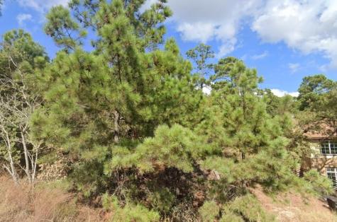 Tbd Makaha Street Bastrop TX 78602