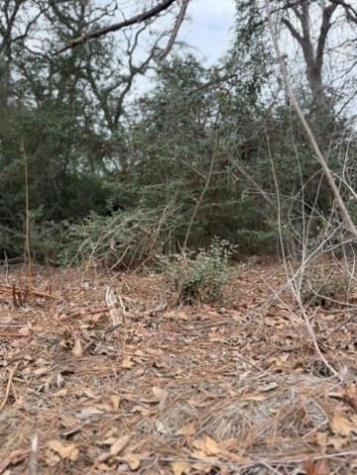 Lot 4 Yaupon Drive Caldwell TX 77836