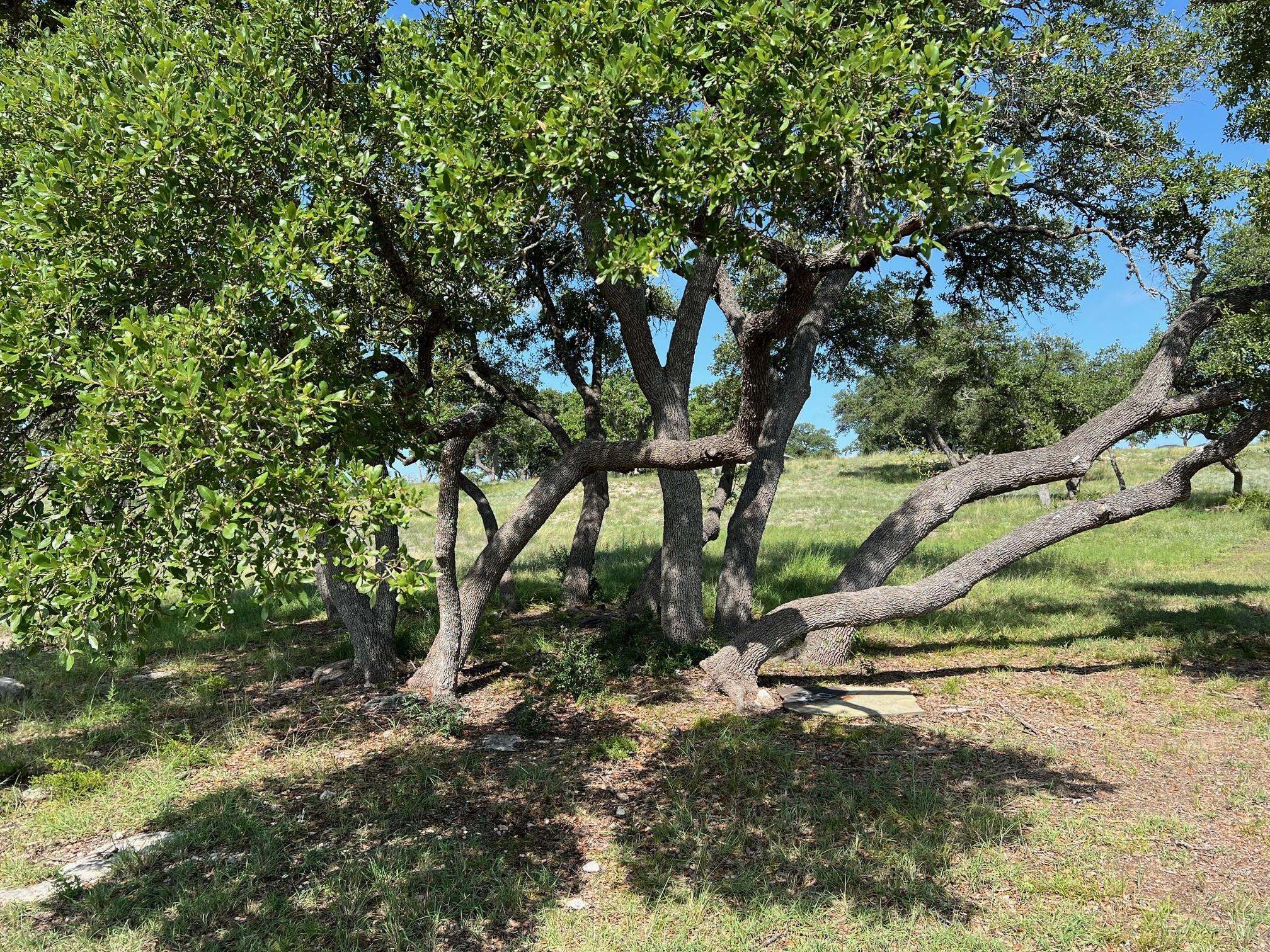 1145 Brads Flight Canyon Lake TX 78133