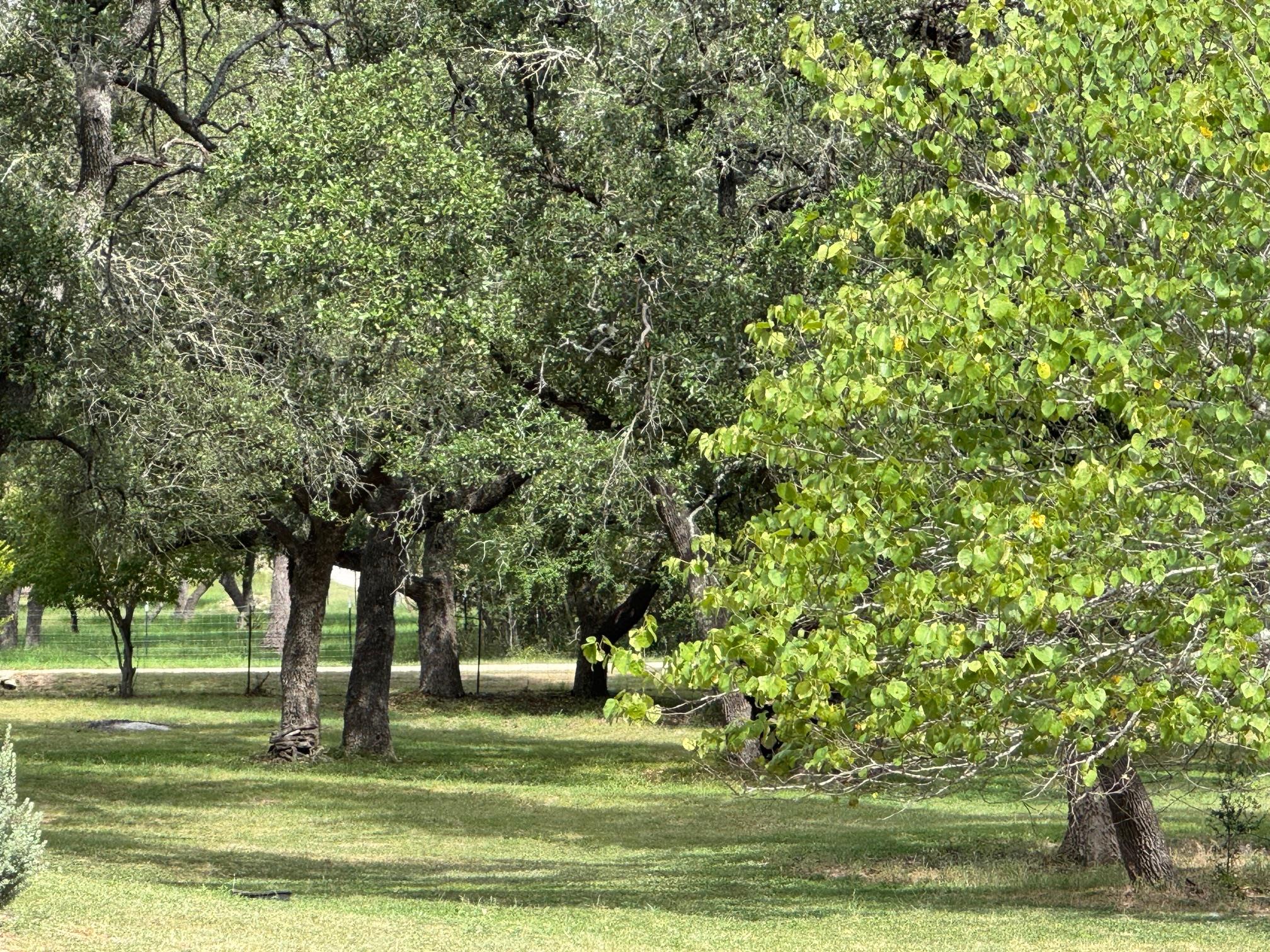 251 Pioneer Trail Dripping Springs TX 78620
