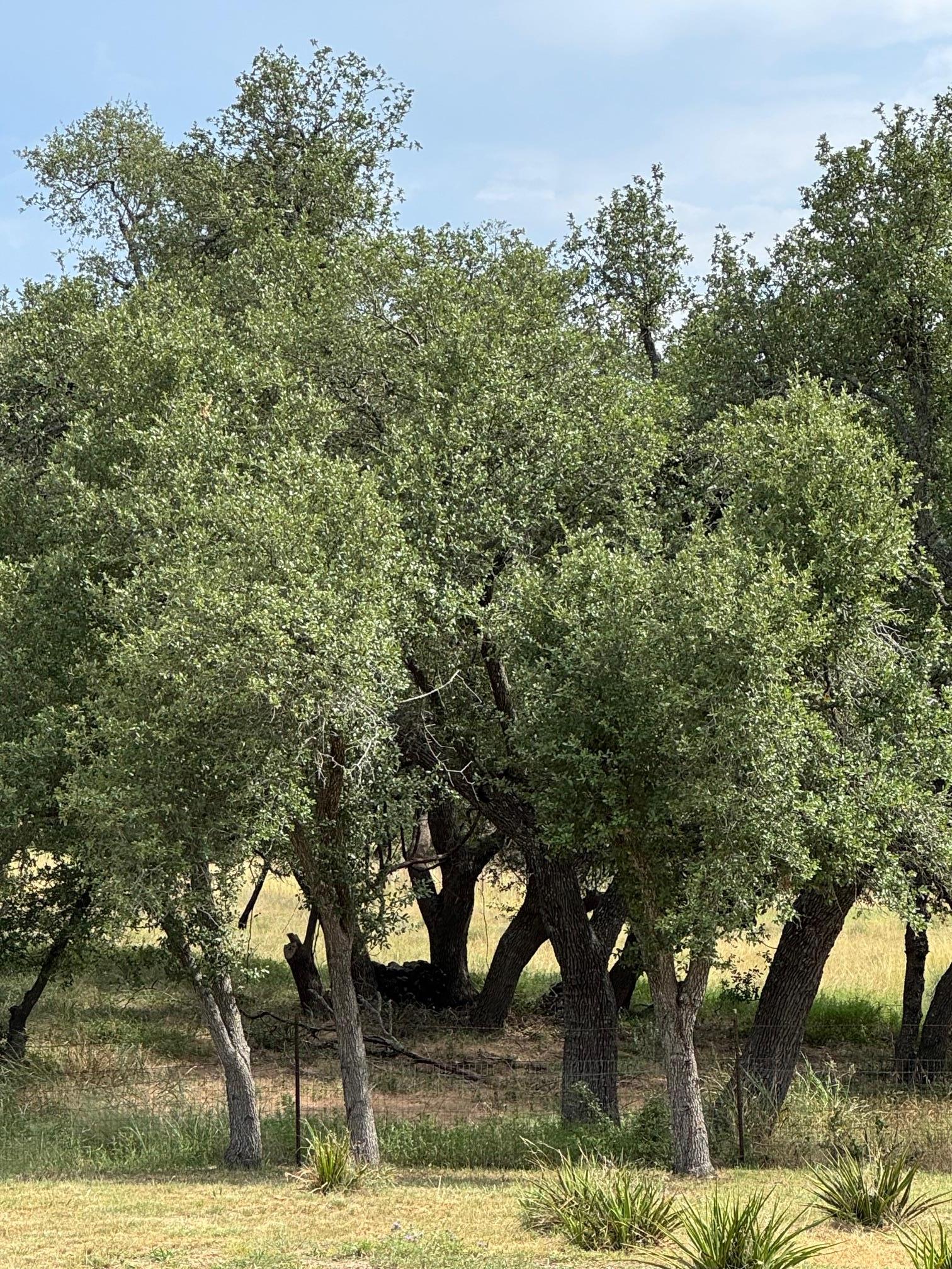 251 Pioneer Trail Dripping Springs TX 78620