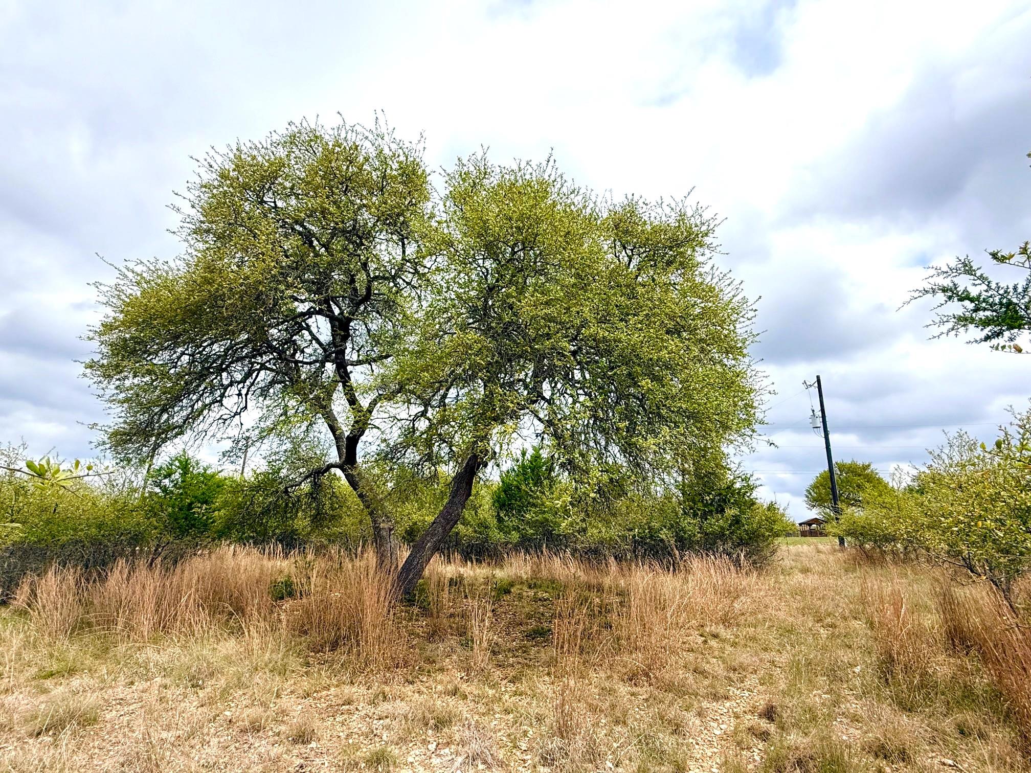 103 Ira Long Blanco TX 78606
