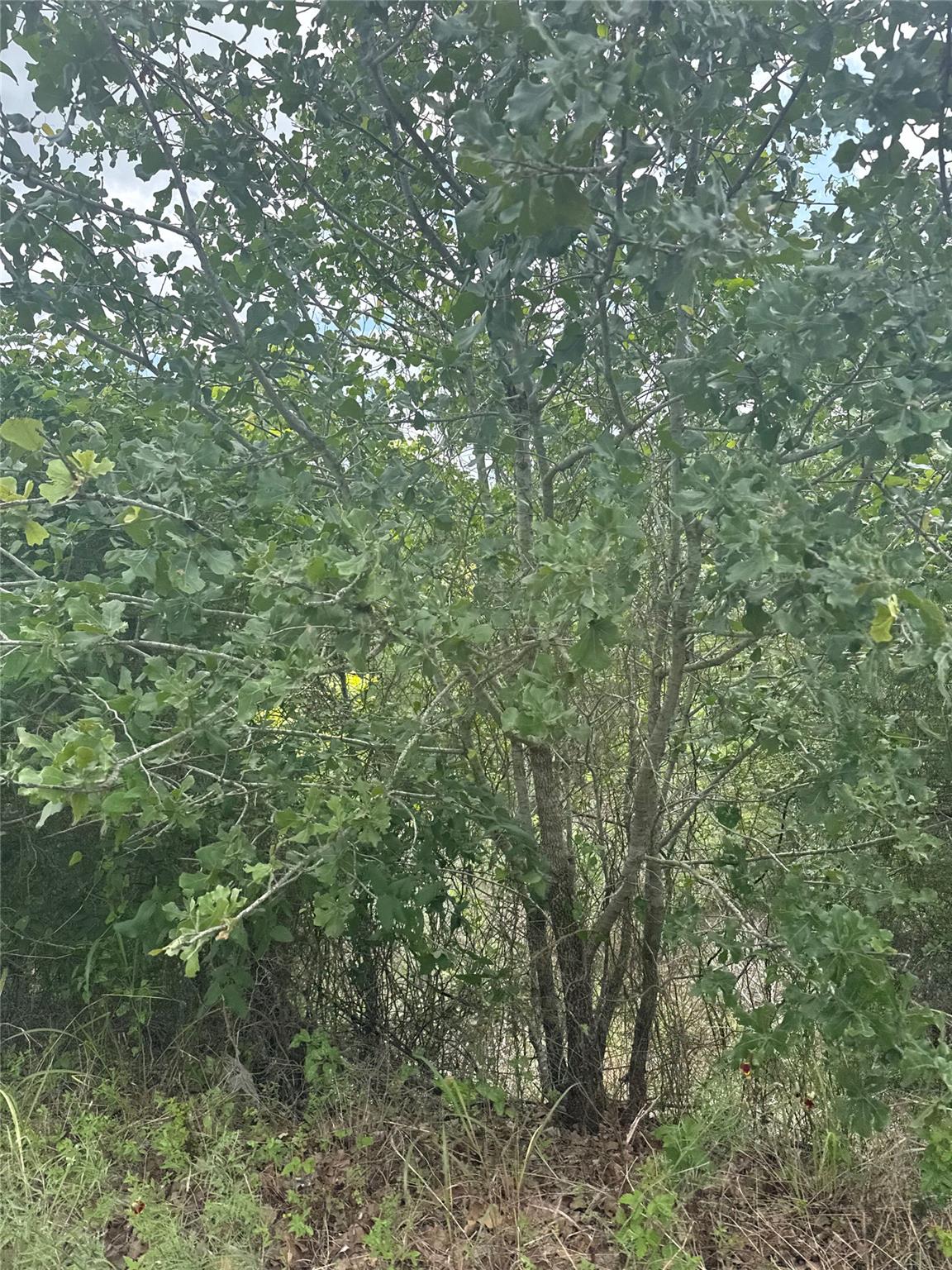Lot 798 Tahitian Drive Bastrop TX 78602
