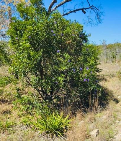 509 Greystone Road Dripping Springs TX 78620