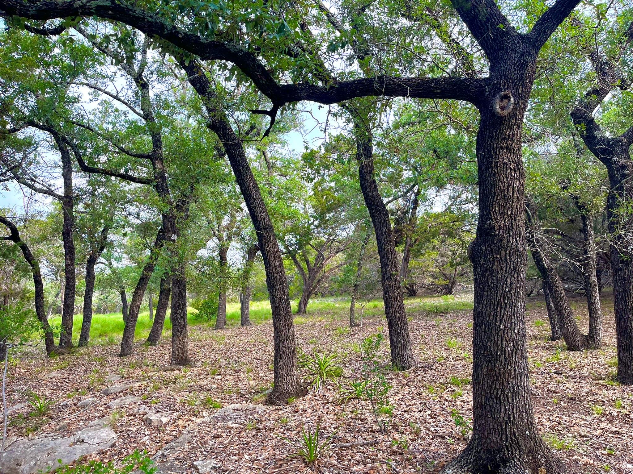509 Greystone Road Dripping Springs TX 78620
