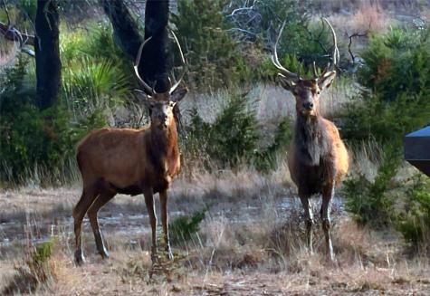 470 Blackbuck Trail Road Pipe Creek TX 78063