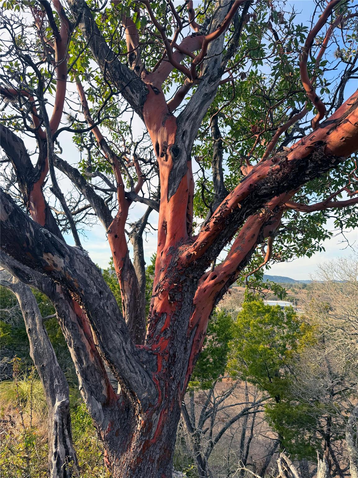 470 Blackbuck Trail Road Pipe Creek TX 78063