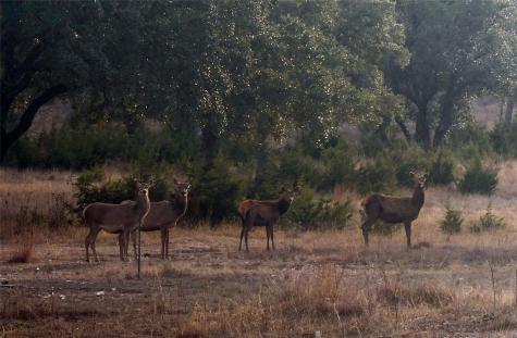 470 Blackbuck Trail Road Pipe Creek TX 78063