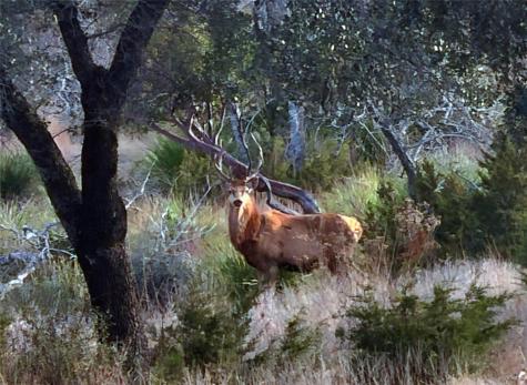 470 Blackbuck Trail Road Pipe Creek TX 78063