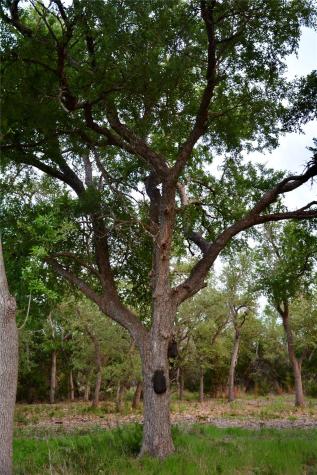 201 Medlin Creek Loop Dripping Springs TX 78620