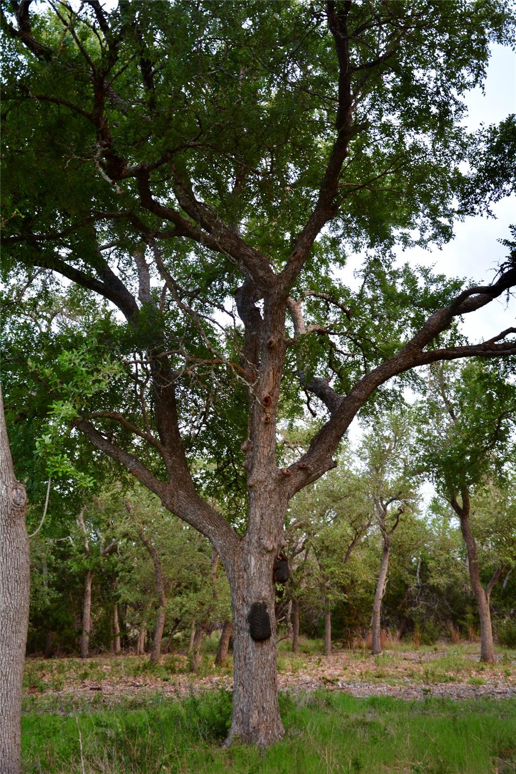201 Medlin Creek Loop Dripping Springs TX 78620