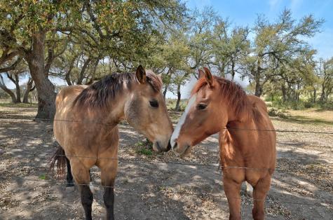 343 Cattle Creek Drive Johnson City TX 78636