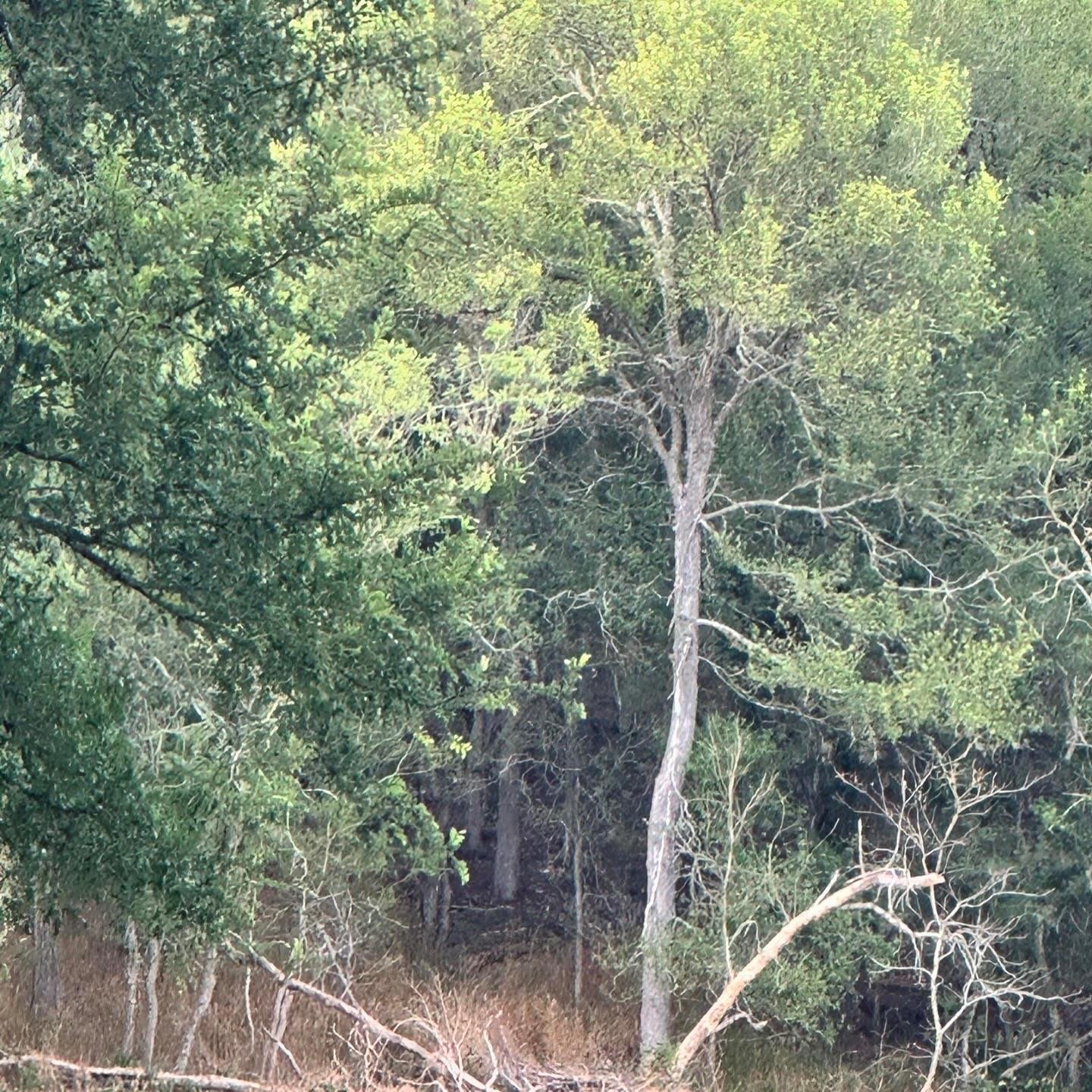 Lot 676 Kaukonahua Lane Bastrop TX 78602